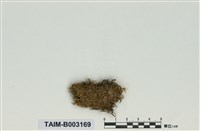 藏品(錦苔科)的圖片